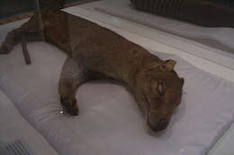 Image of thylacines