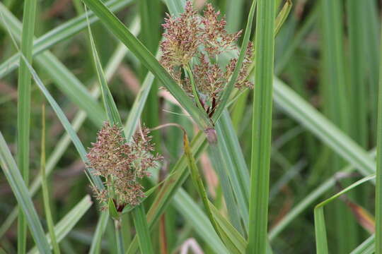 Image of Cyperus latifolius Poir.