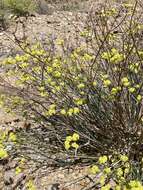 Imagem de Eriogonum nudum var. westonii (S. Stokes) J. T. Howell