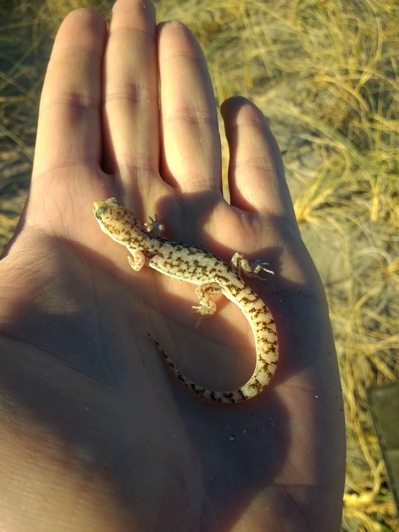 Image of Darwin's Marked Gecko