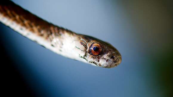 Image of Florida brown snake