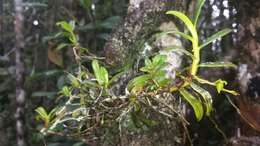 Image de Angraecum triangulifolium Senghas