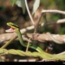 Leptophis mexicanus septentrionalis Mertens 1972的圖片