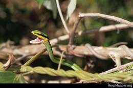 Leptophis mexicanus septentrionalis Mertens 1972的圖片