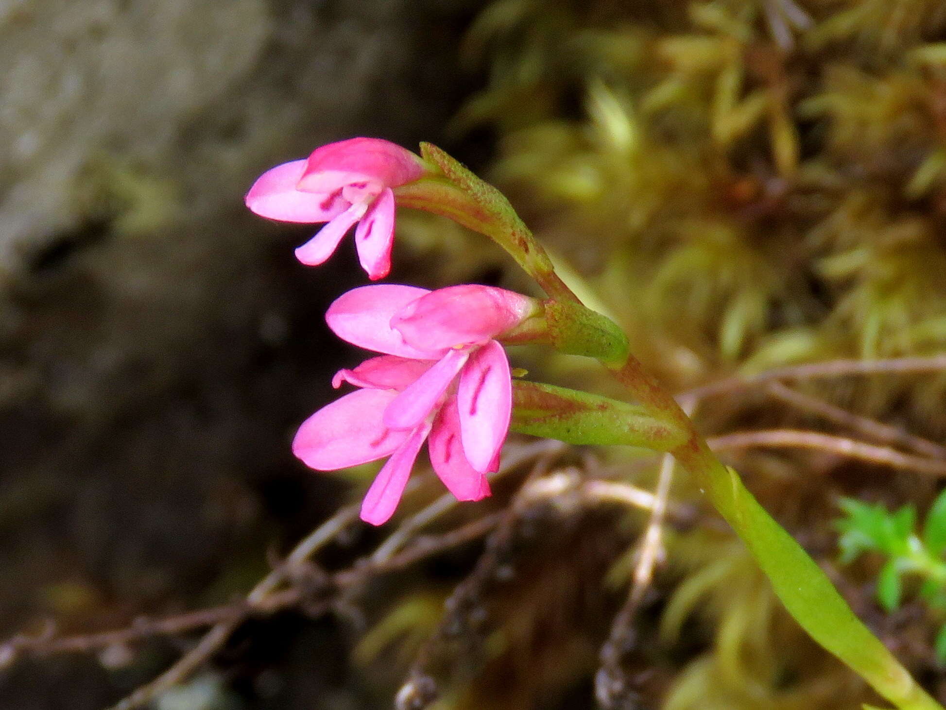 Image de Disa vaginata Harv. ex Lindl.