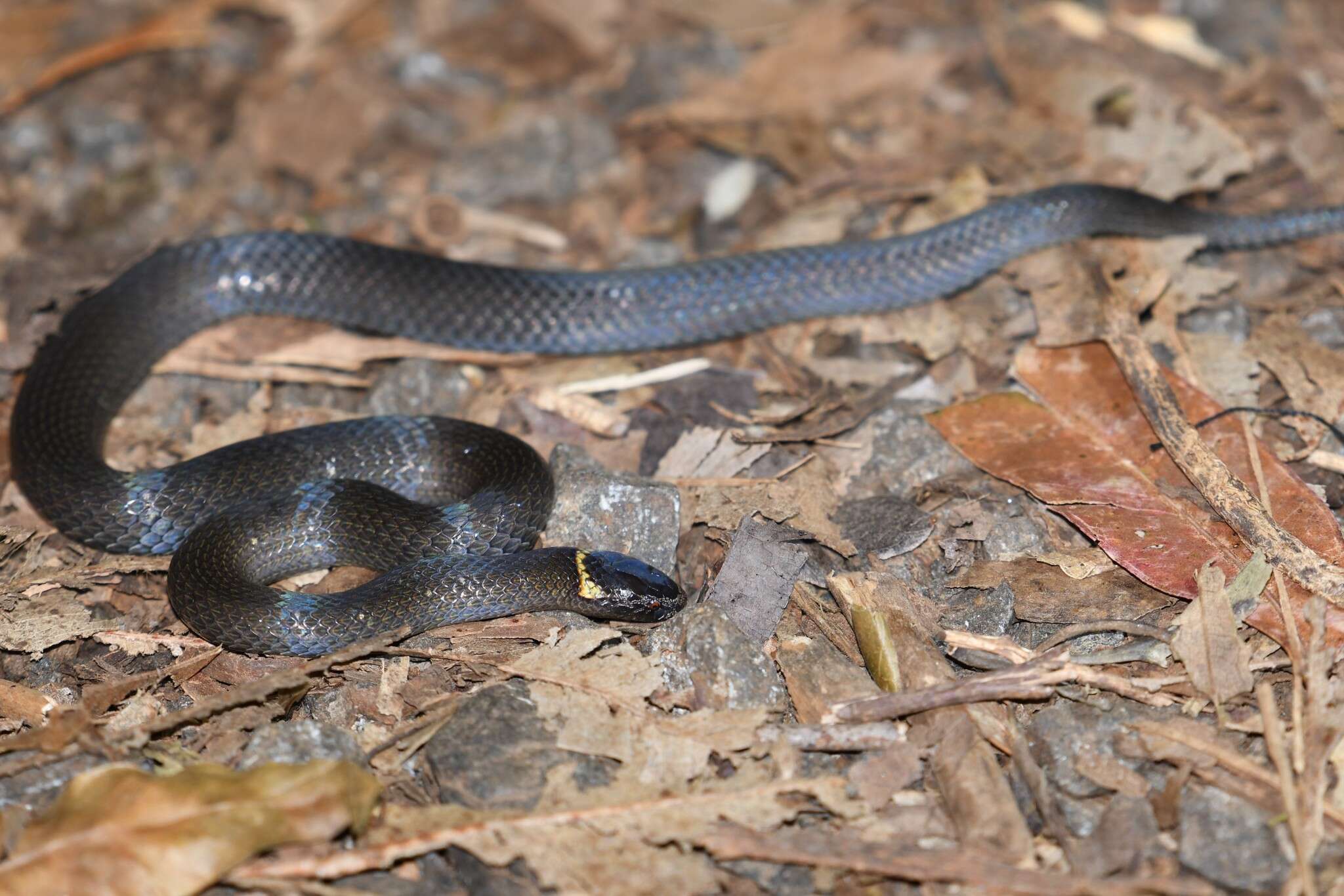 Image of Cacophis krefftii Günther 1863