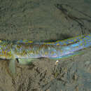 Image of Frie's Goby