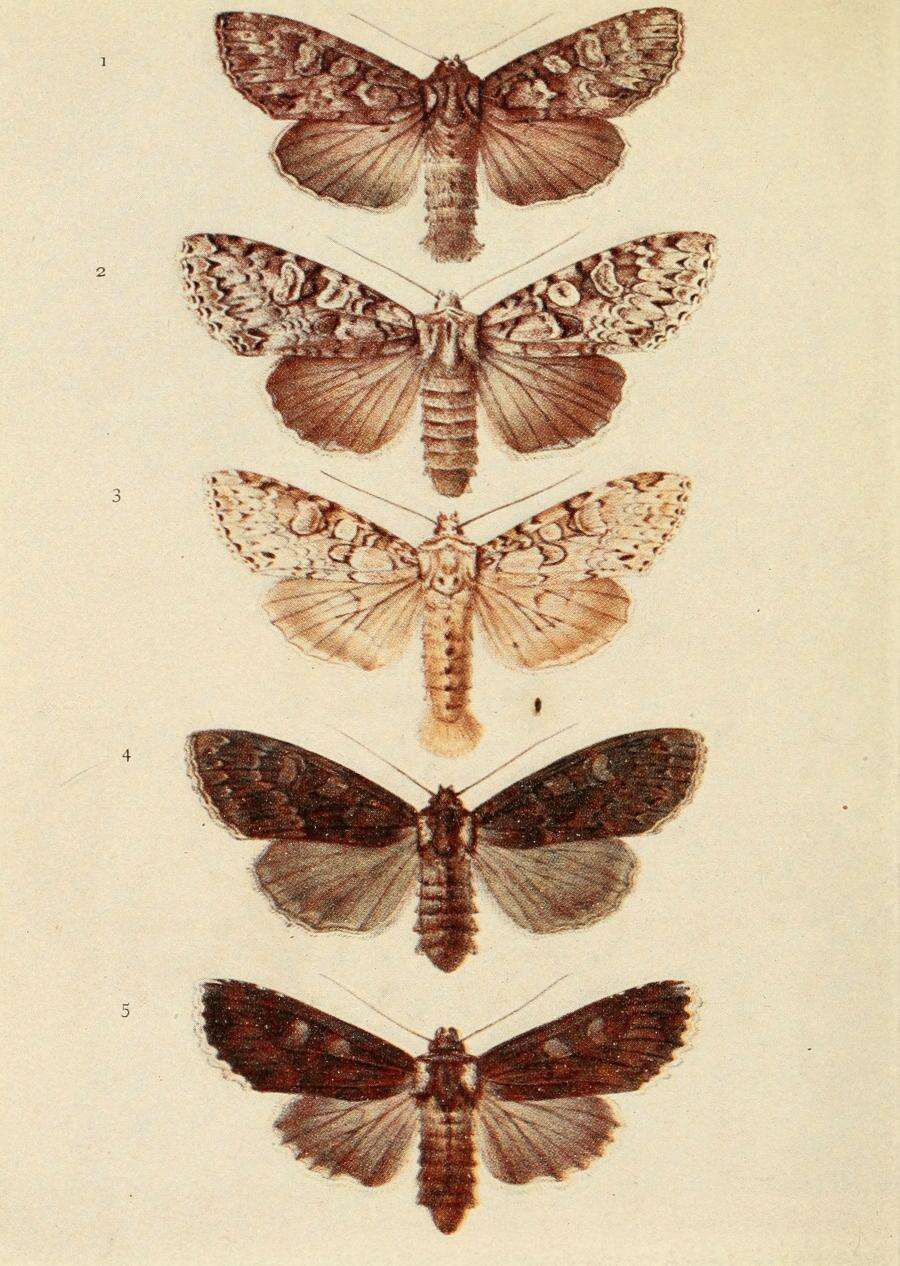 Image of Polia nebulosa Hufnagel 1767