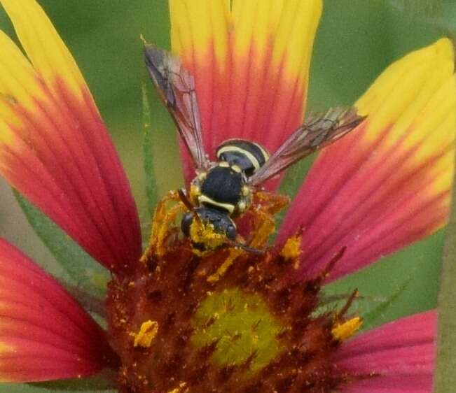 Image of Texas Nomad Bee