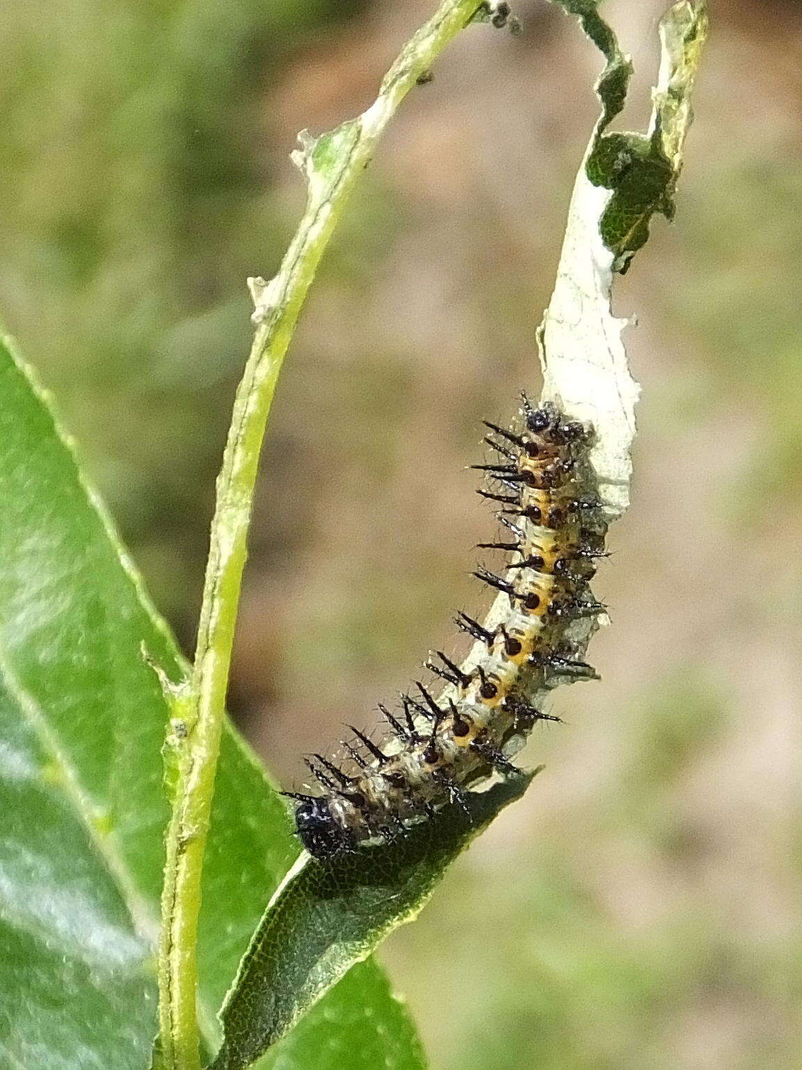 Image of Garden Acraea