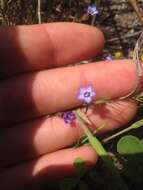 Image of manyleaf gilia