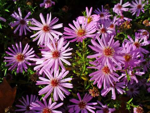 Image de Symphyotrichum dumosum (L.) G. L. Nesom