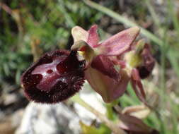 Image of Ophrys lyrata