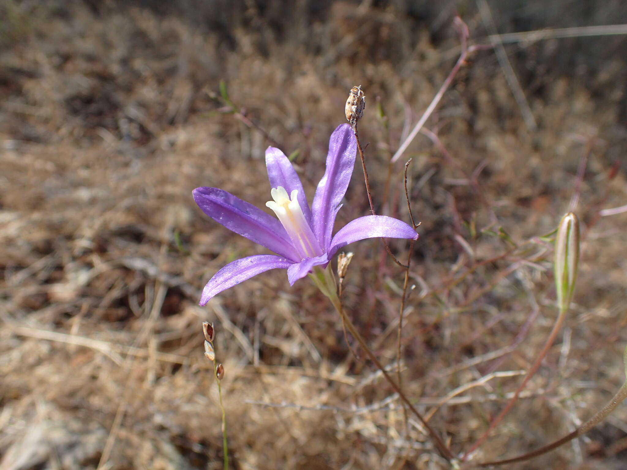 Image of California brodiaea