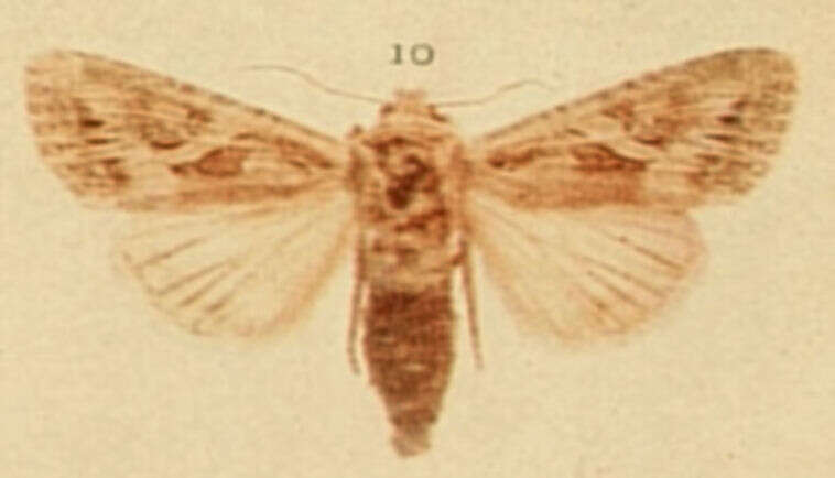 Image of Lacanobia blenna