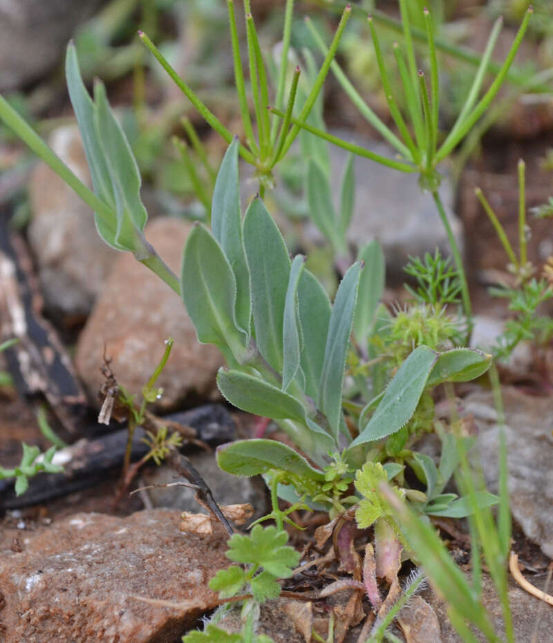 Image of Silene behen L.