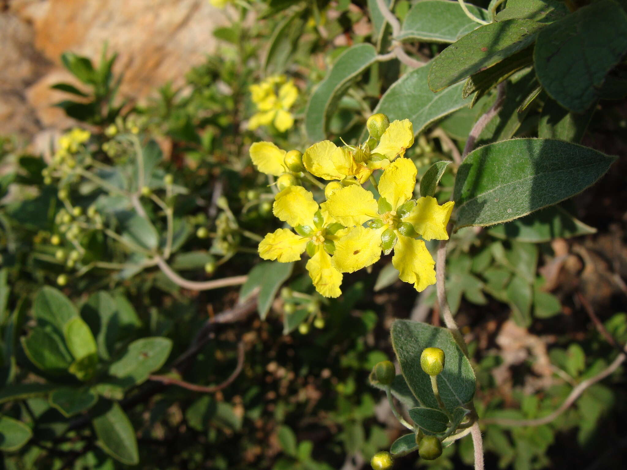 Image of Canary nettle