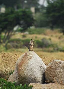 Image of Otospermophilus Brandt 1844