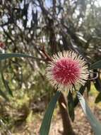 Image of Pincushion hakea