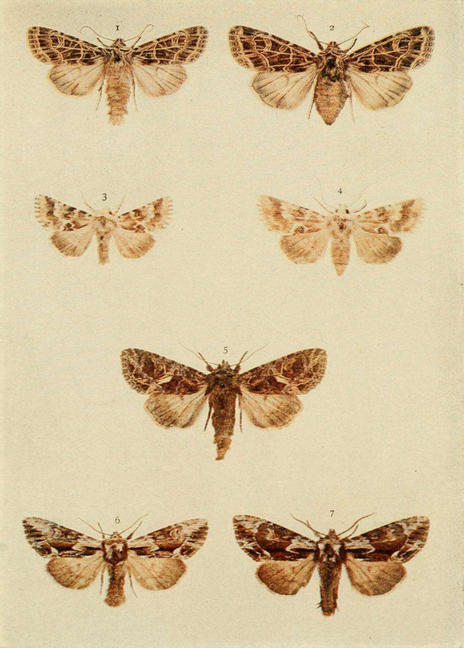 Image of orache moth