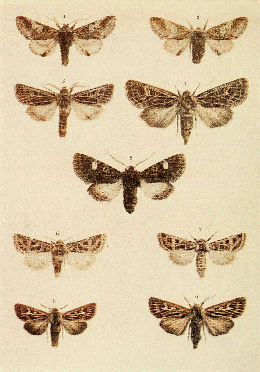 Image of Leucochlaena oditis Hübner 1822