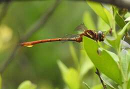 Image of Two-striped Forceptail