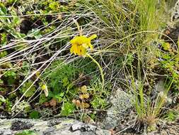 Image of Anthemis marschalliana subsp. sosnovskyana (Fed.) Grierson