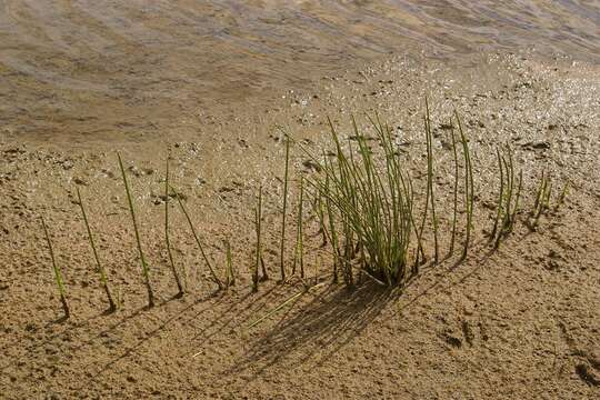 Image of Common Spike-rush