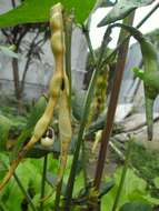 Sivun Vigna unguiculata subsp. unguiculata kuva