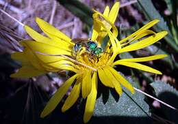 Image of Metallic Green Bees