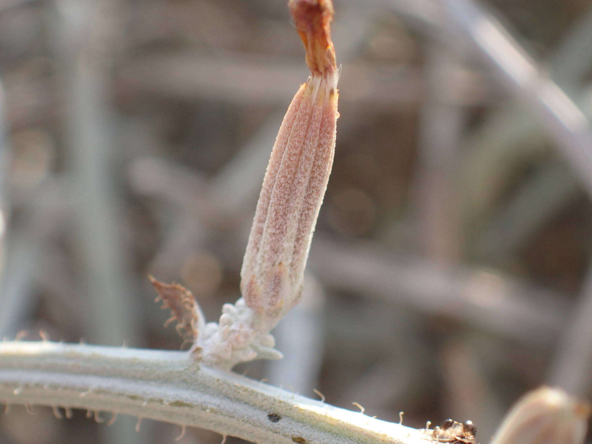 Image of Chondrilla ramosissima Sibth. & Sm.
