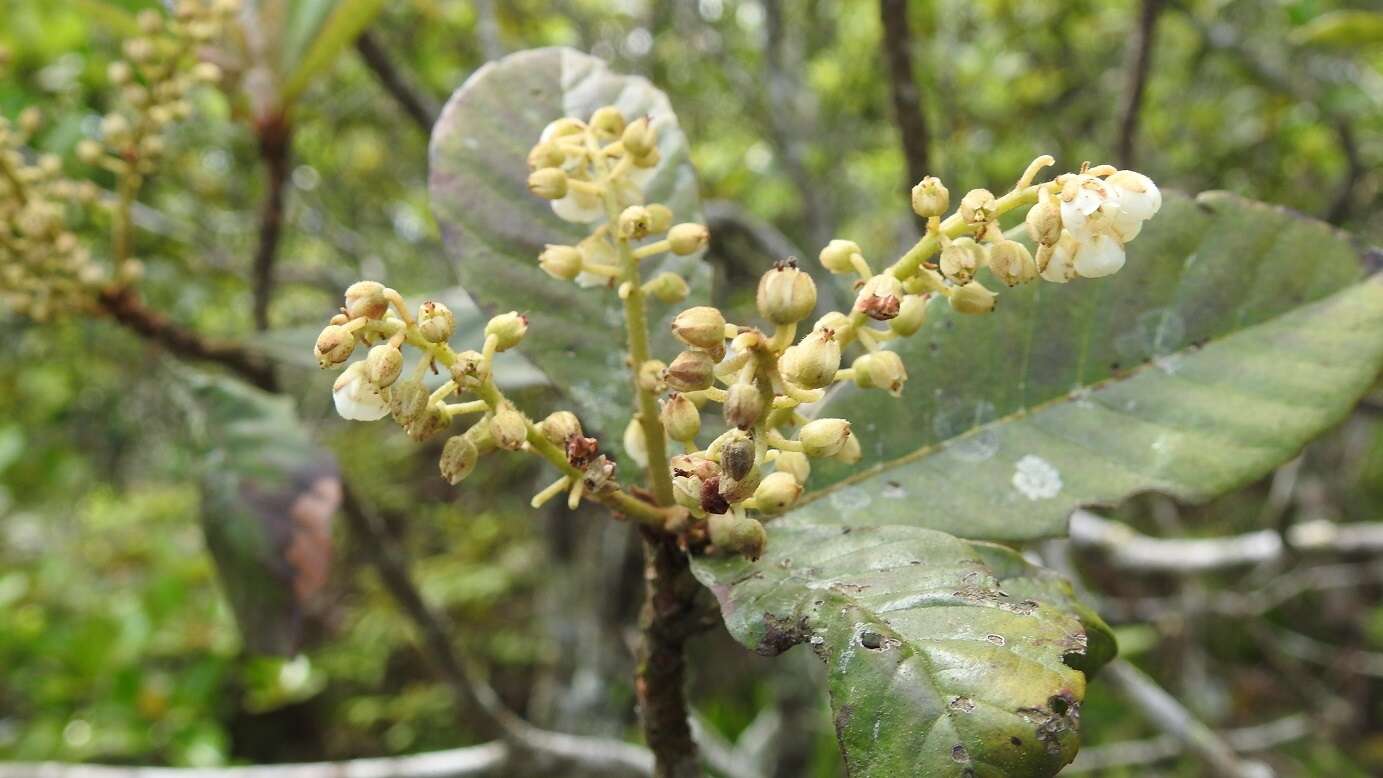 Image of Clethra purpusii L. M. González