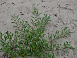 Image of Great Lakes sandcherry