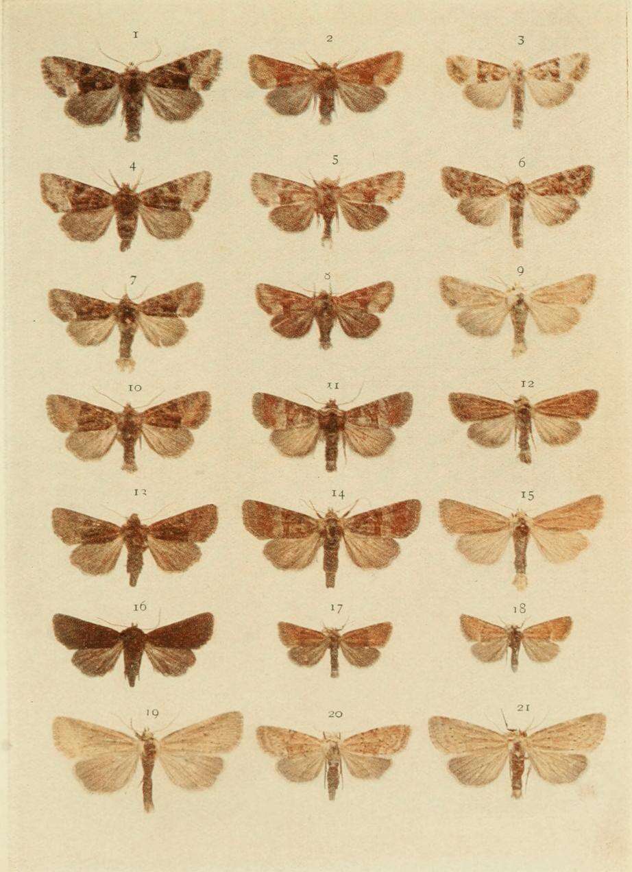 صورة Mesoligia furuncula Denis & Schiffermüller 1775