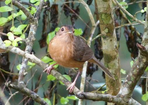 Imagem de Pellorneum fuscocapillus (Blyth 1849)