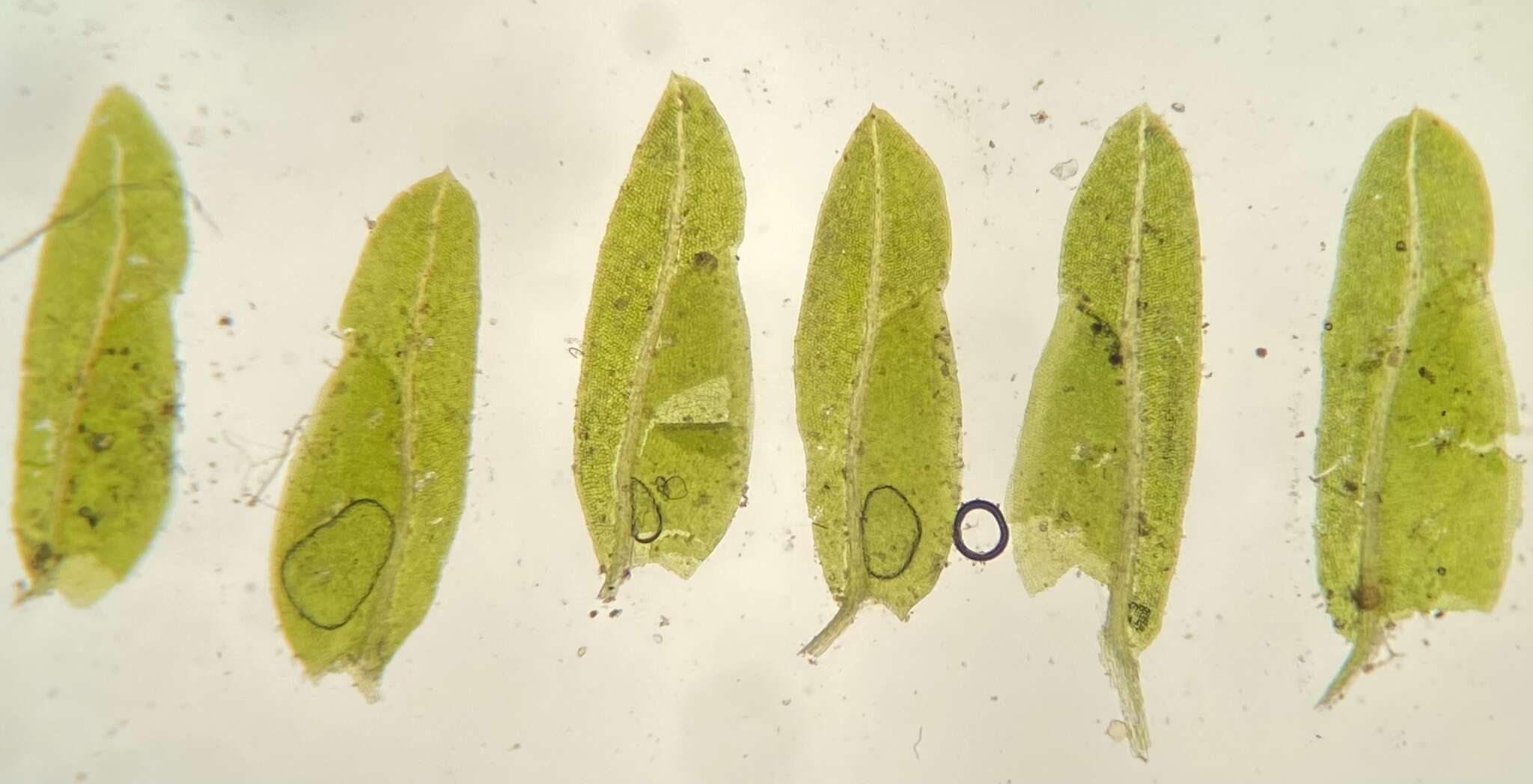 Image of Bush's fissidens moss