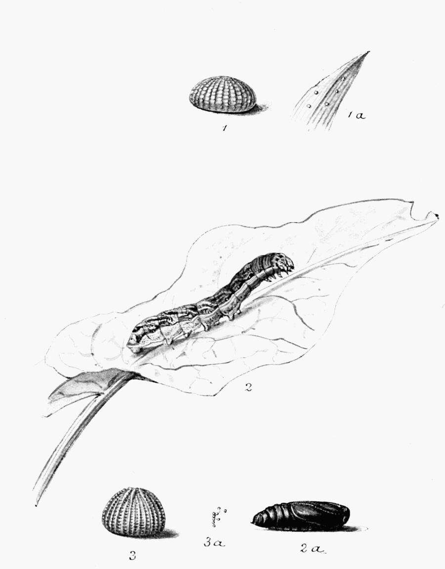 Image de Polymixis xanthomista Hübner 1819