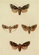 Image de Polymixis xanthomista Hübner 1819