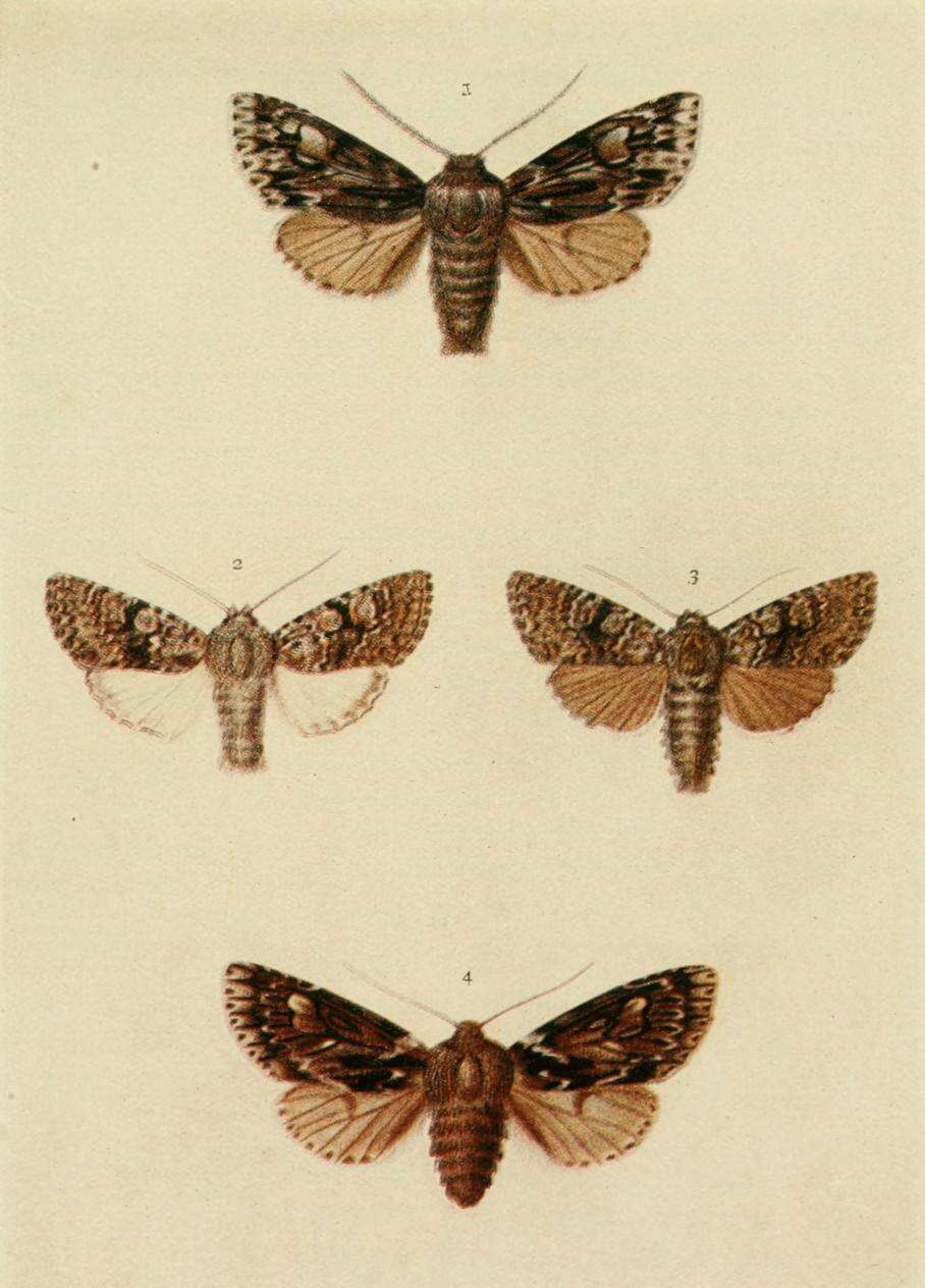 Image de Polymixis xanthomista Hübner 1819