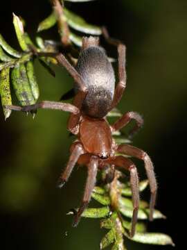 Слика од Hypodrassodes maoricus (Dalmas 1917)