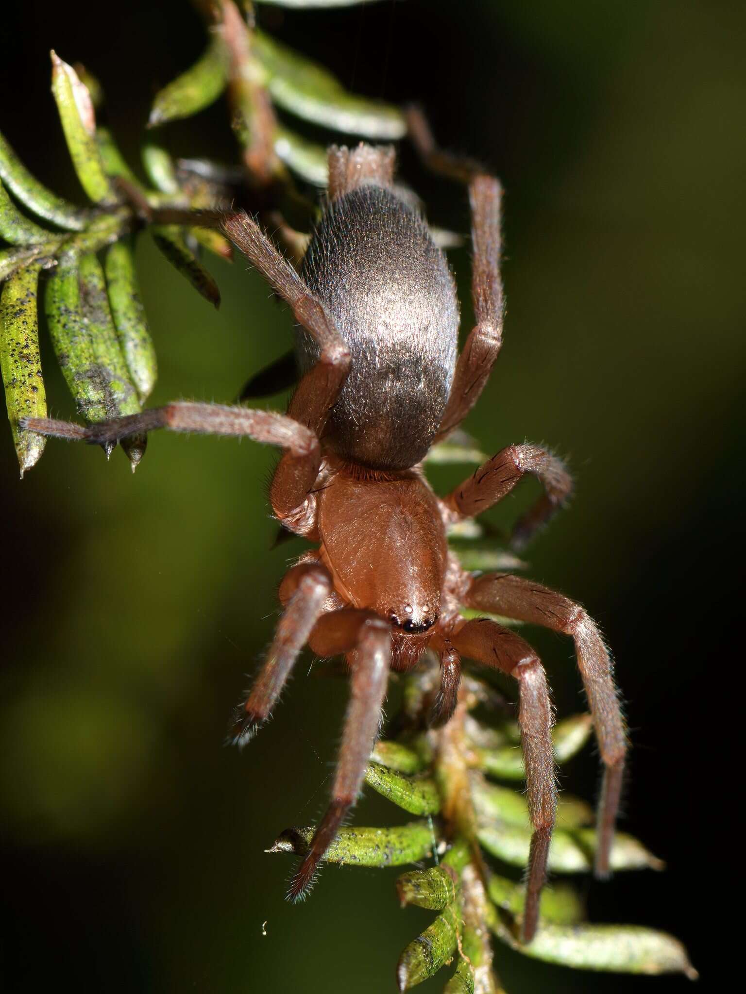 Image of Hypodrassodes maoricus (Dalmas 1917)