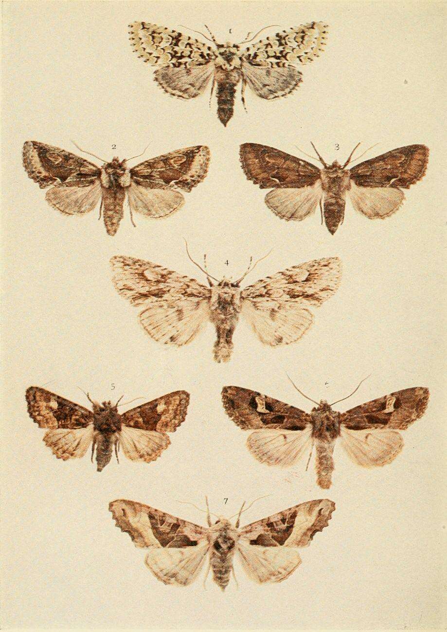 Image of Meganephria bimaculosa Linnaeus 1766