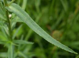 Image of Sneezeweed