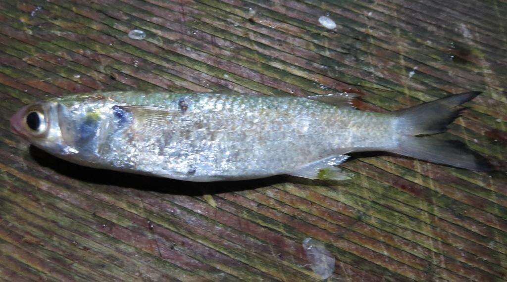 Image of Blueback Mullet