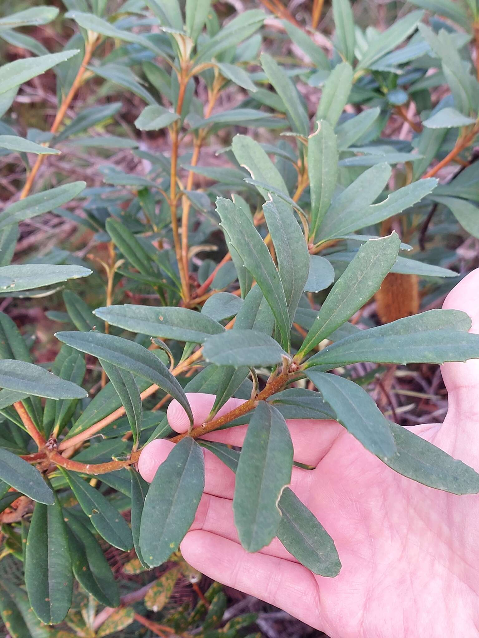 Image of Banksia paludosa R. Br.