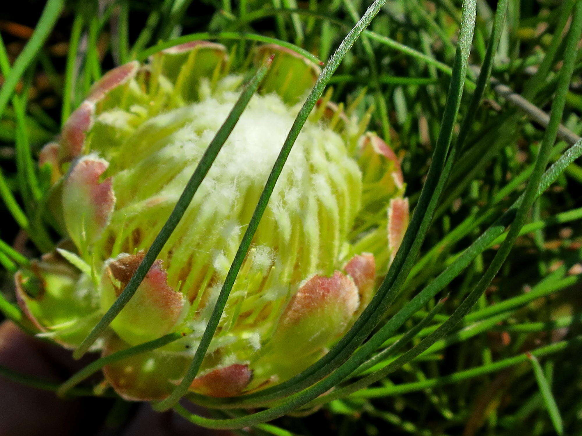 Image of Protea montana E. Mey. ex Meissn.