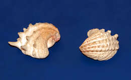 Image of spiny jewel box clam