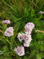 Limonium flexuosum (L.) Kuntze resmi