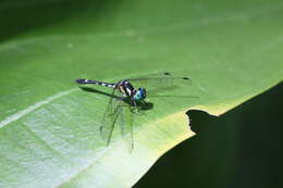 Tetrathemis platyptera Selys 1878 resmi