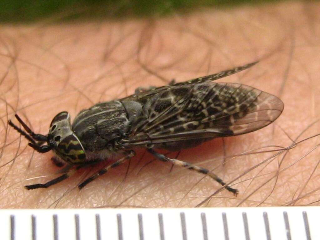 Image of common horse fly